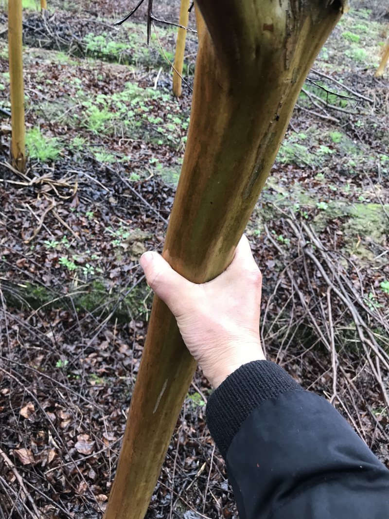 精品紫薇红花紫薇紫薇苗紫薇树绿化苗木紫薇基地直苗