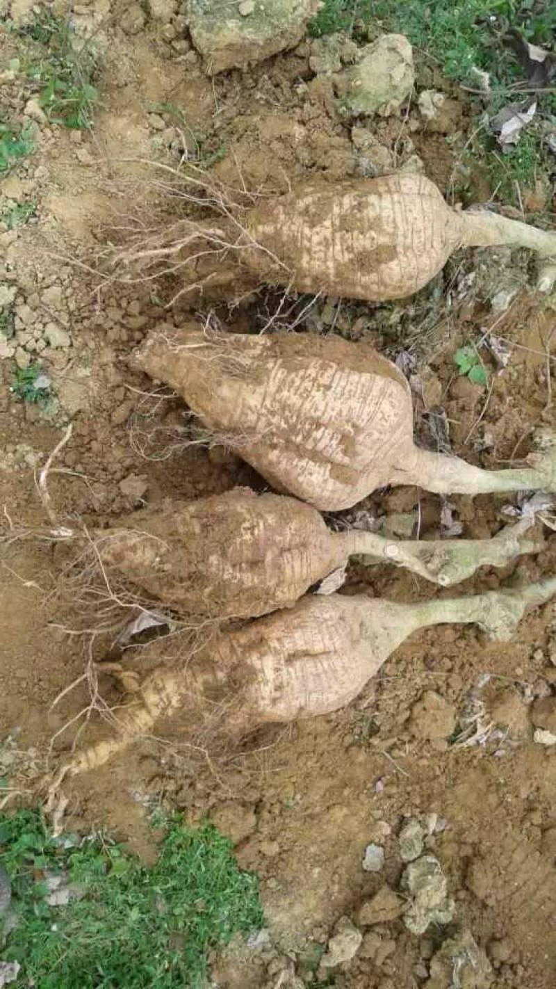 新鲜粉葛根广西无渣菜葛根煲汤靓料
