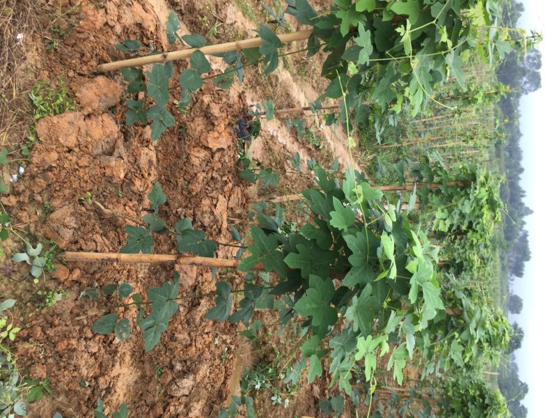 新鲜粉葛根广西无渣菜葛根煲汤靓料
