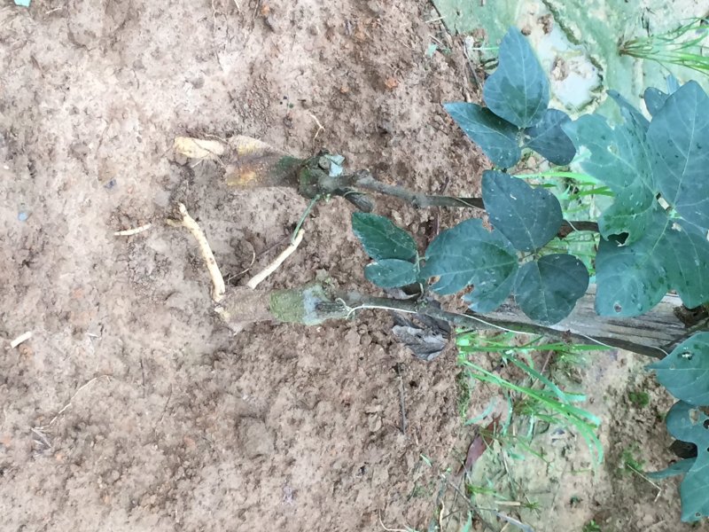 新鲜粉葛根广西无渣菜葛根煲汤靓料