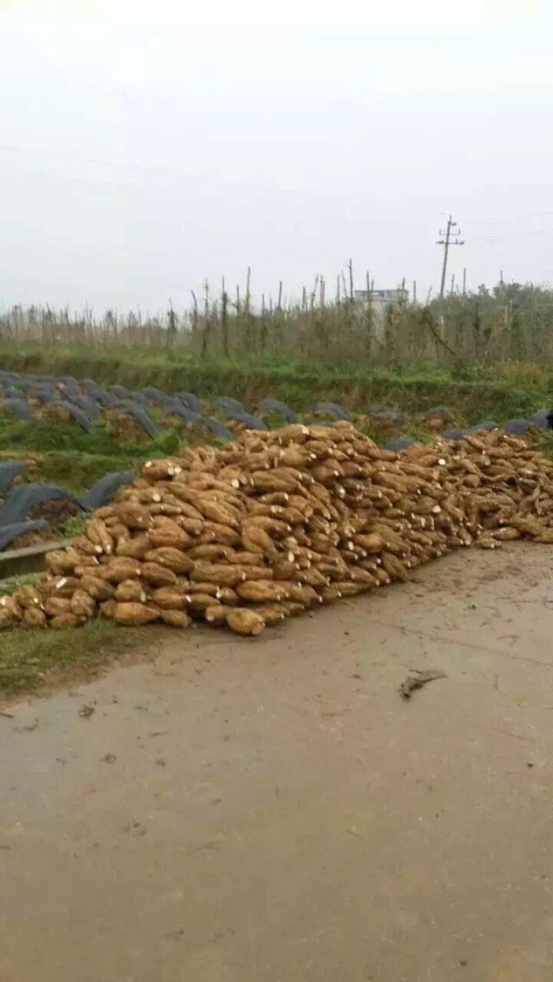 新鲜粉葛根广西无渣菜葛根煲汤靓料