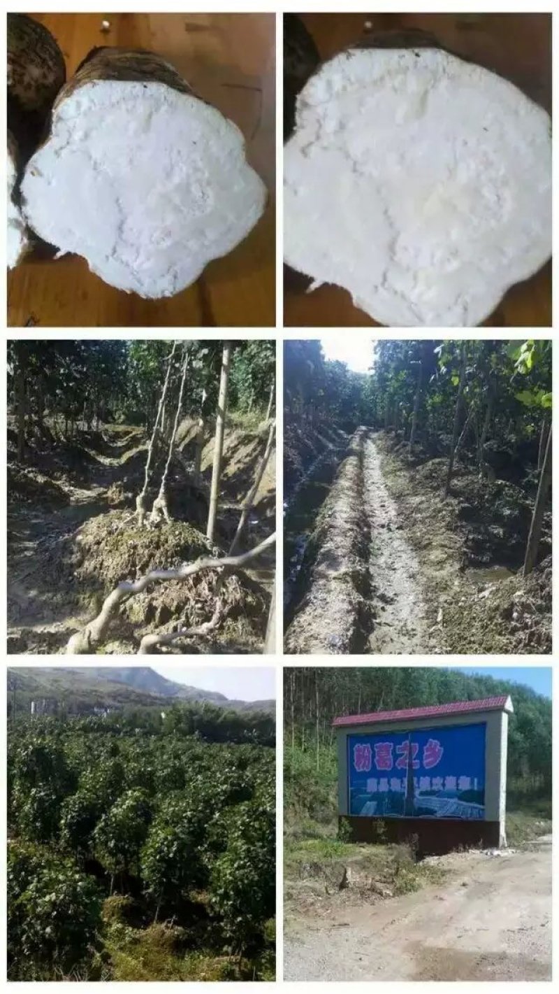 新鲜粉葛根广西无渣菜葛根煲汤靓料