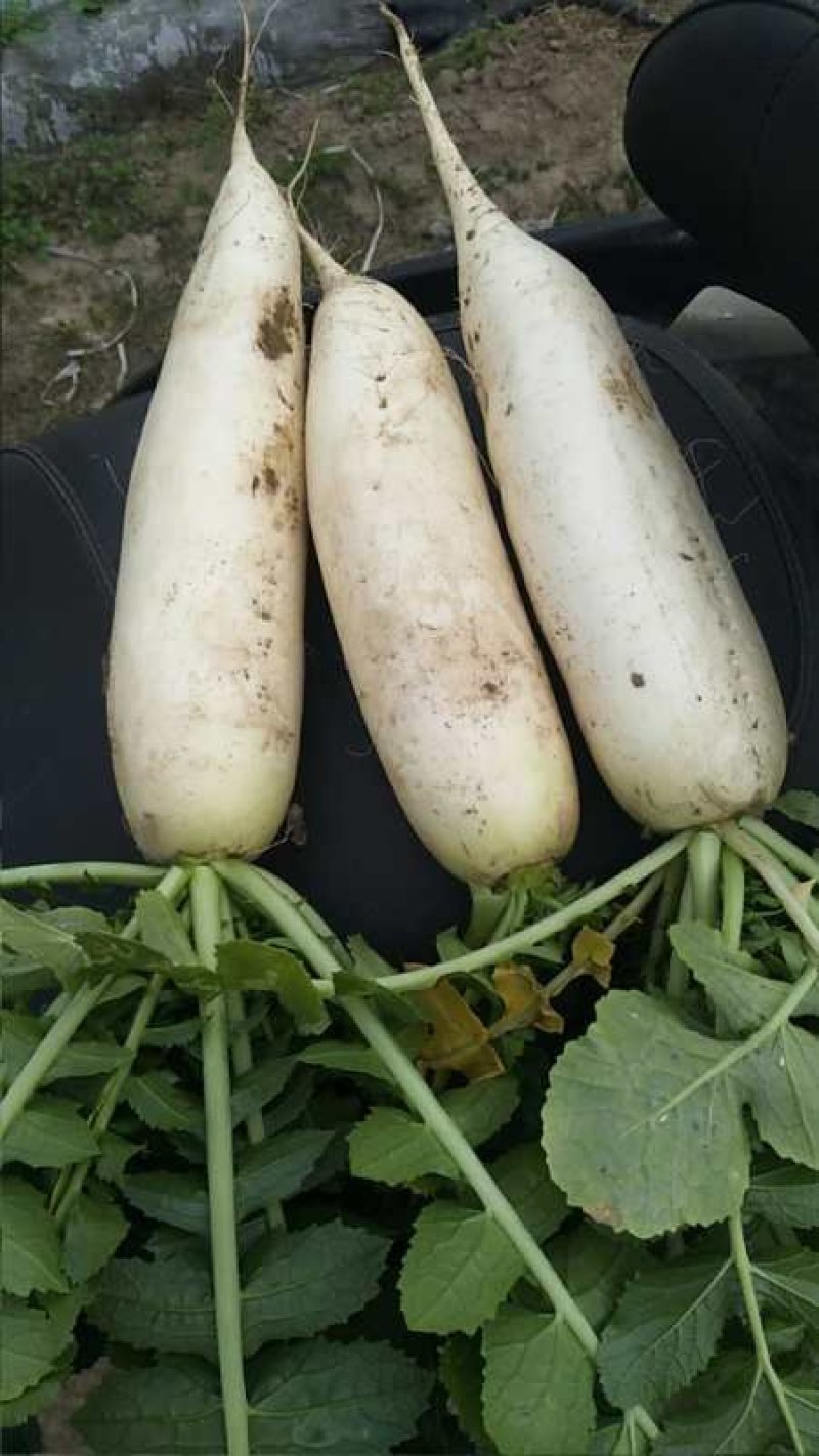 常年供应，白萝卜，甘蓝白菜，糯玉米
