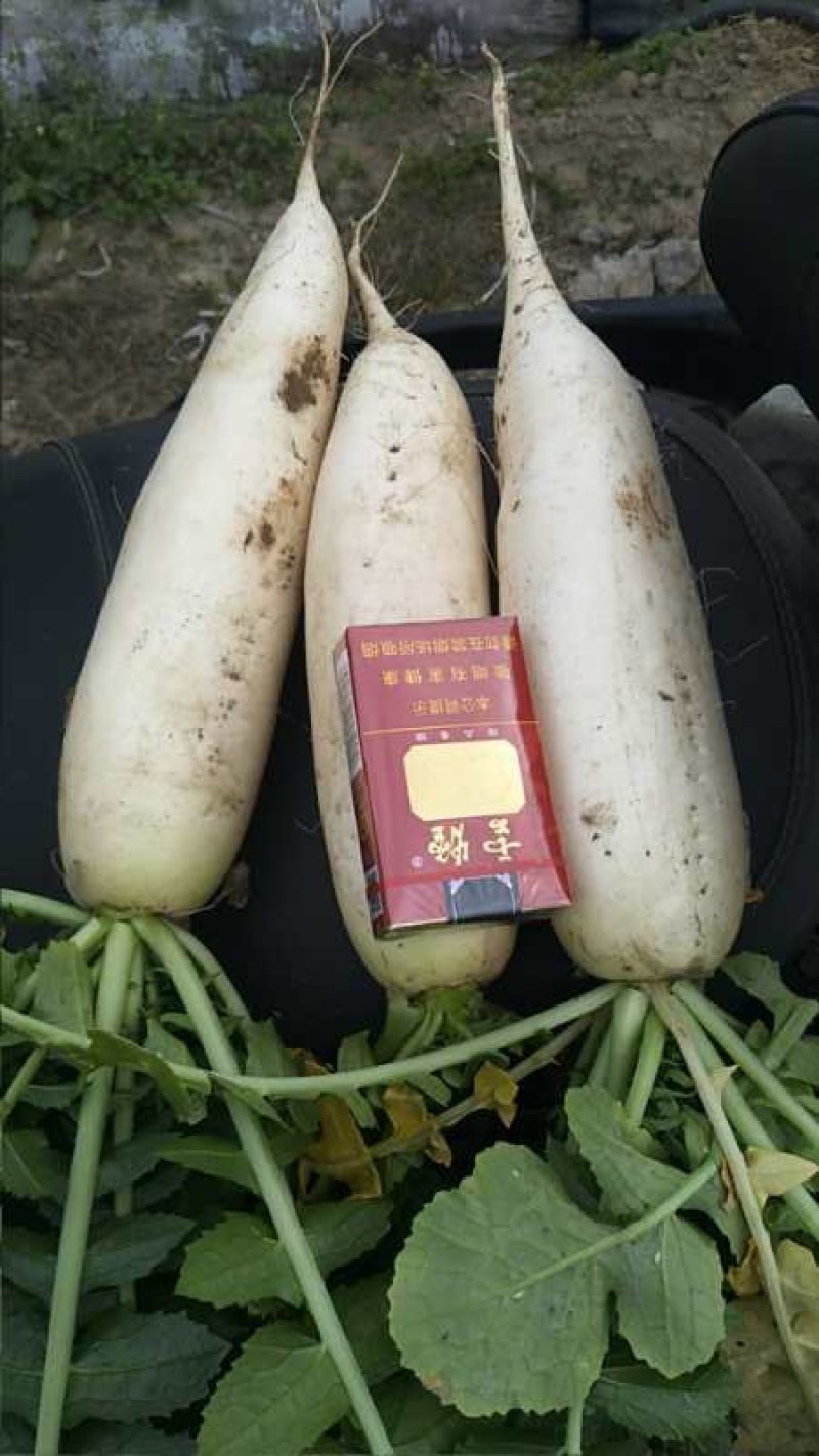 常年供应，白萝卜，甘蓝白菜，糯玉米