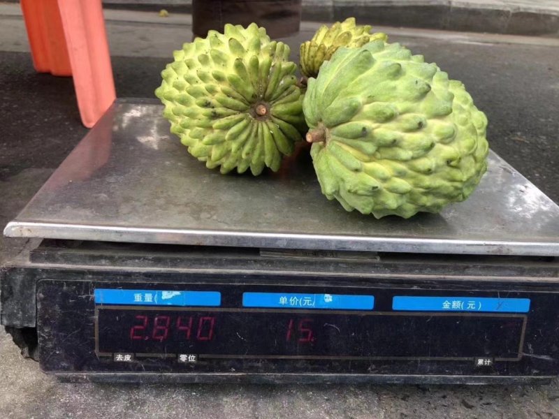 台湾释迦果番荔枝苗释迦果苗二年靓苗