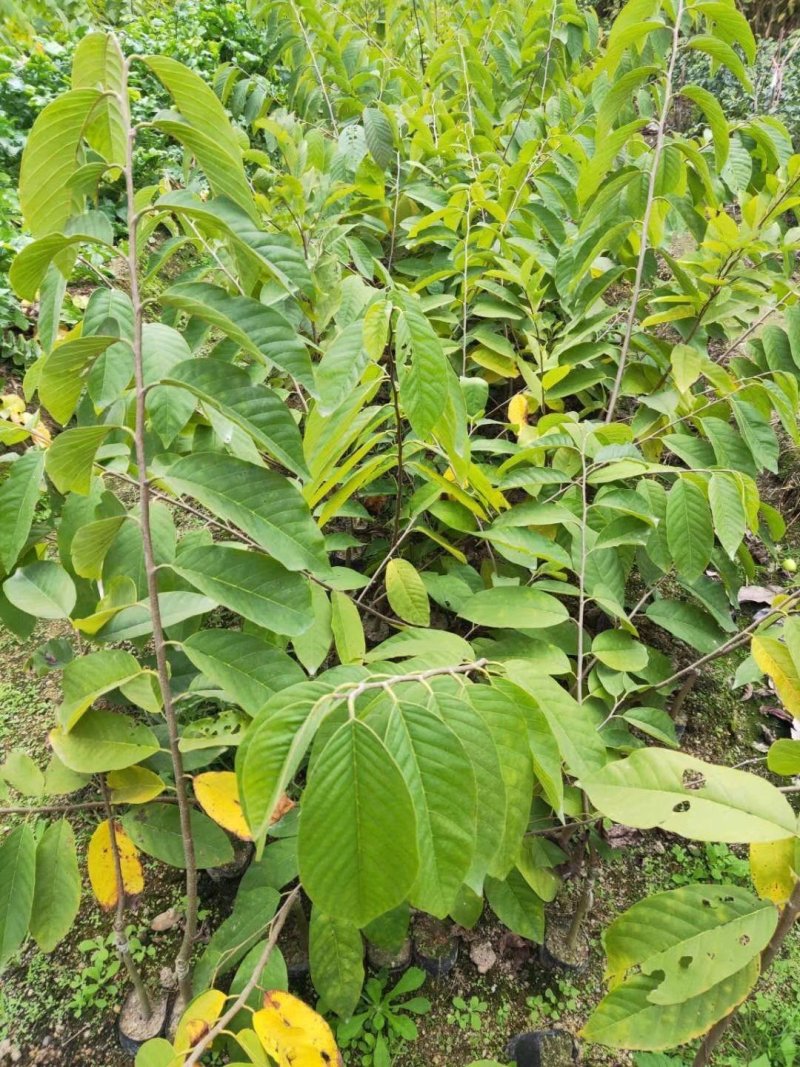 台湾释迦果番荔枝苗释迦果苗二年靓苗