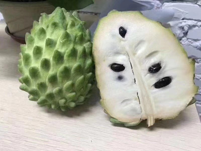 台湾释迦果番荔枝苗释迦果苗二年靓苗