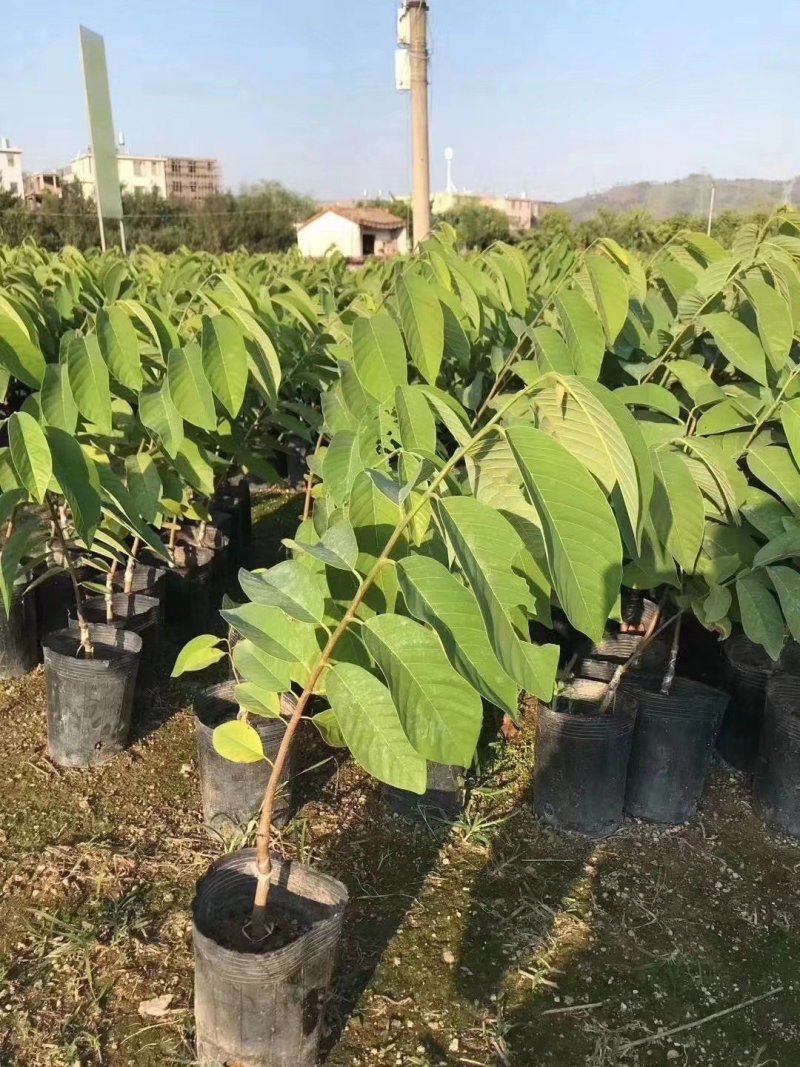 台湾释迦果番荔枝苗释迦果苗二年靓苗
