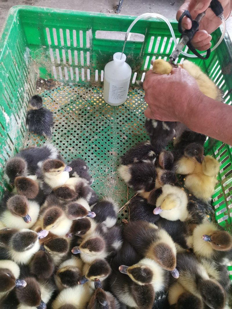正品番鸭苗，白番，黑番，大种番鸭，包打疫苗