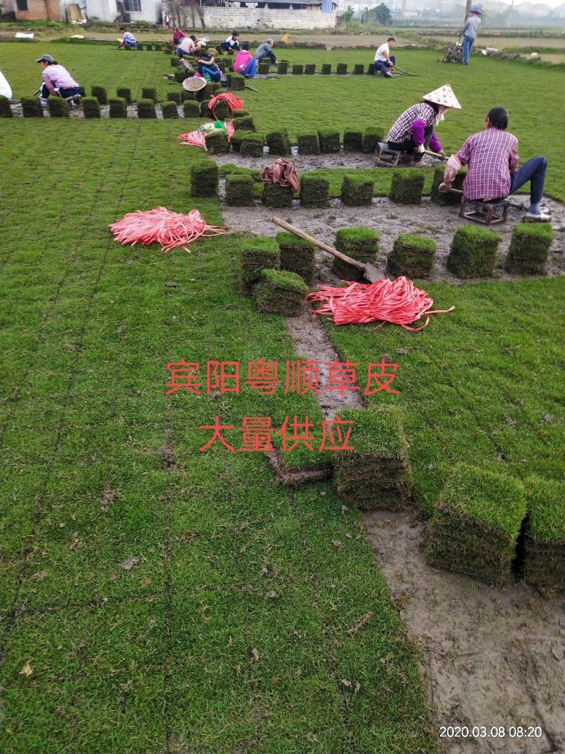 马尼拉草皮