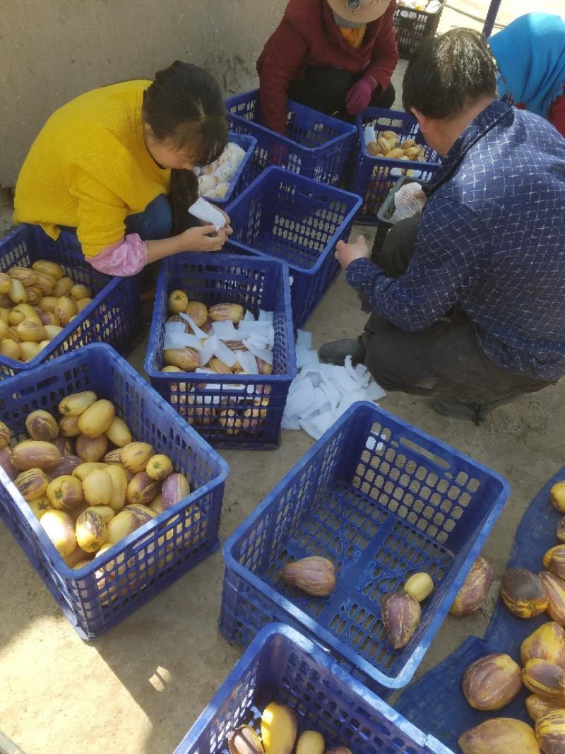 甘肃民勤人参果，自产自销，专业代办，营养价值高