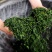 茶叶古丈毛尖茶38一斤（全国包邮）批发绿茶红茶