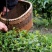 茶叶古丈毛尖茶38一斤（全国包邮）批发绿茶红茶