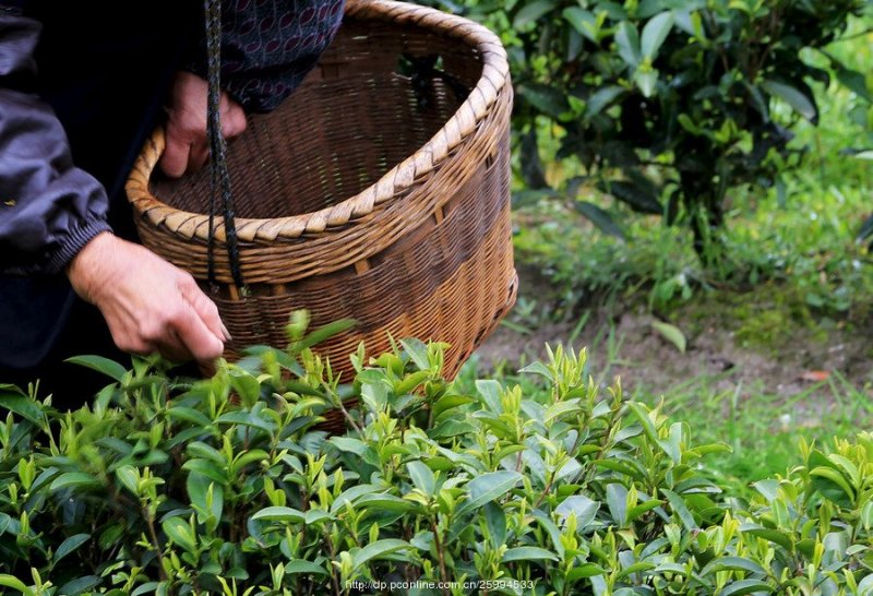 茶叶古丈毛尖茶38一斤（全国包邮）批发绿茶红茶