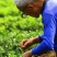 茶叶古丈毛尖茶38一斤（全国包邮）批发绿茶红茶