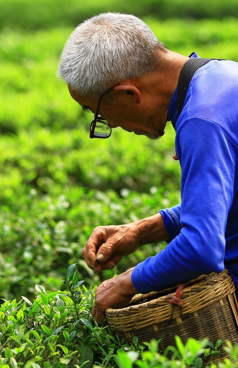 茶叶古丈毛尖茶38一斤（全国包邮）批发绿茶红茶