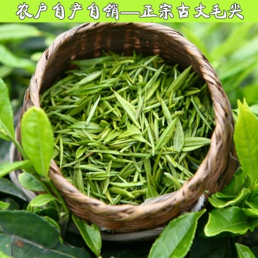茶叶古丈毛尖茶38一斤（全国包邮）批发绿茶红茶