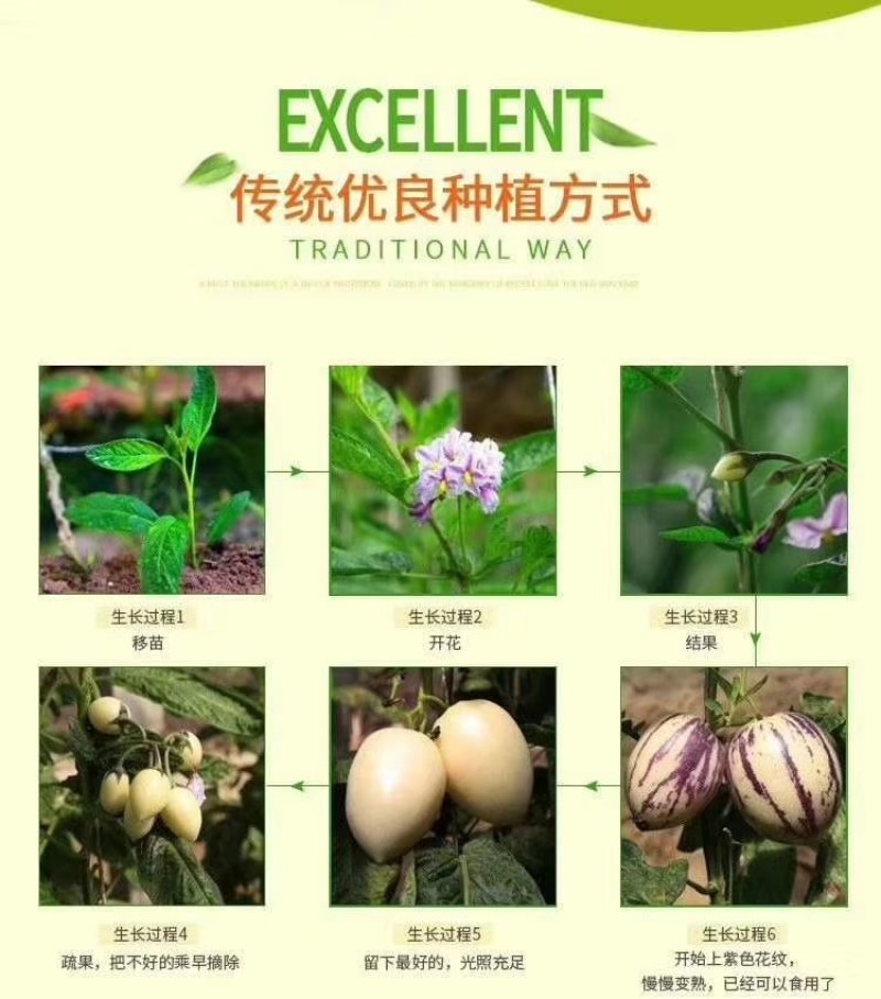甘肃民勤人参果，自产自销，专业代办，营养价值高
