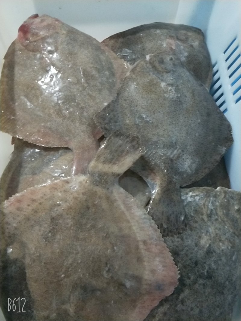 冷冻多宝鱼，冰鲜多宝鱼批发