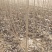 107杨树苗