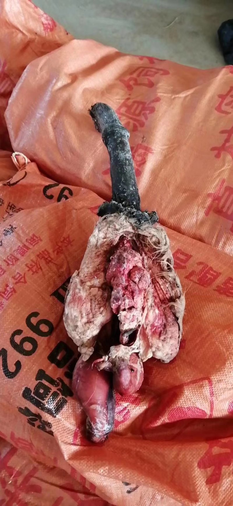 驴鞭:熟驴鞭，鲜驴鞭（光杆，全套都有），冻鞭，干鞭