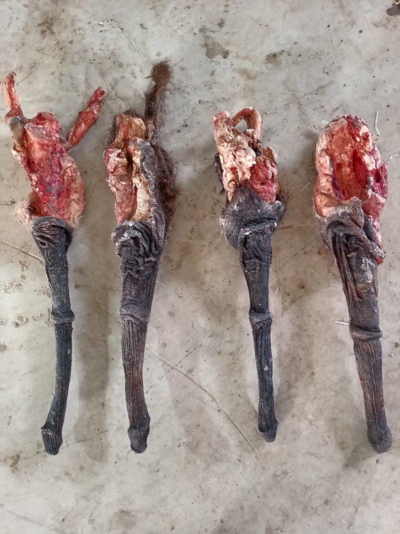 驴鞭:熟驴鞭，鲜驴鞭（光杆，全套都有），冻鞭，干鞭