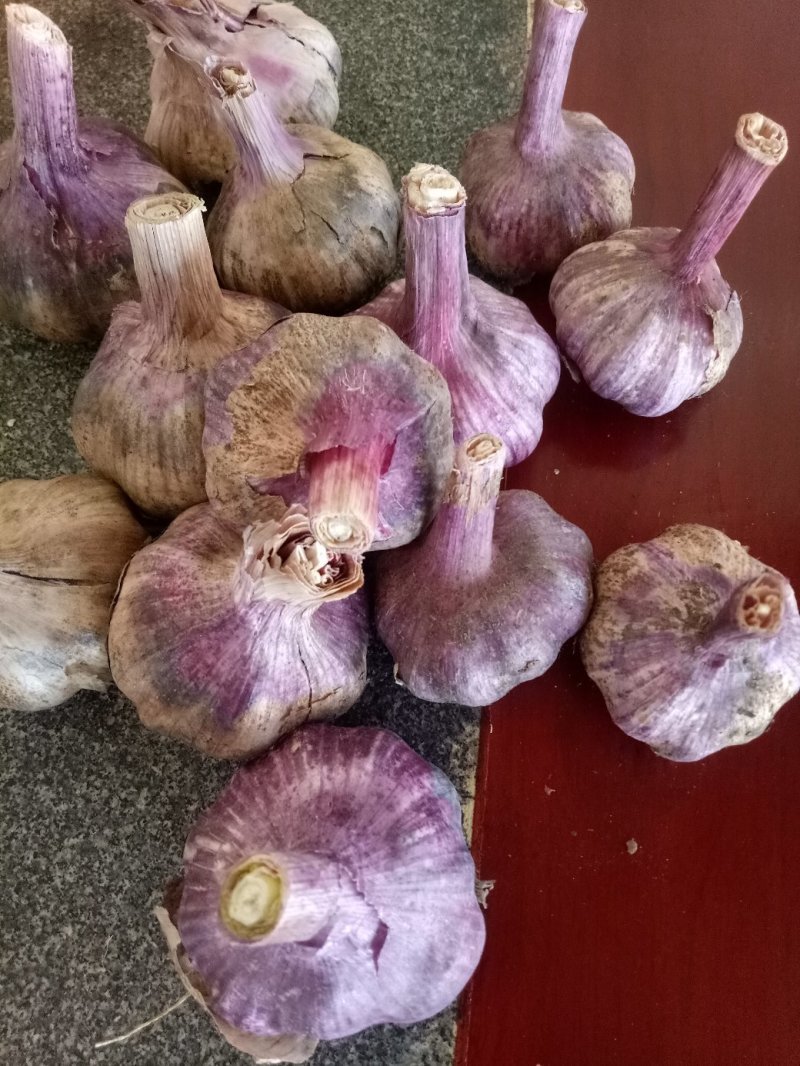 云南高原红！白皮紫蒜开始上市！