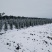 雪松一米到六米各种规格雪松树形好成活率高圣诞树