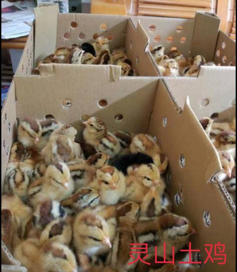 孵化场直销，灵山土鸡苗，