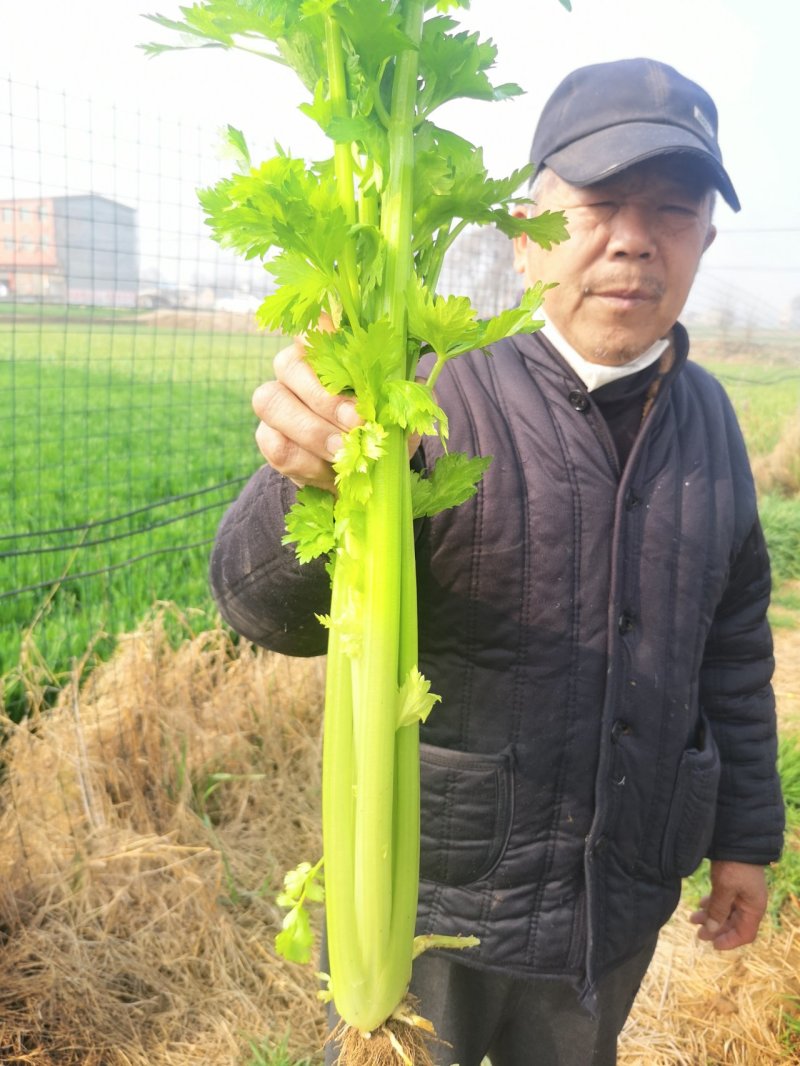 芹菜河南优质西芹暖棚西芹菜玻璃翠，手工好产地直销