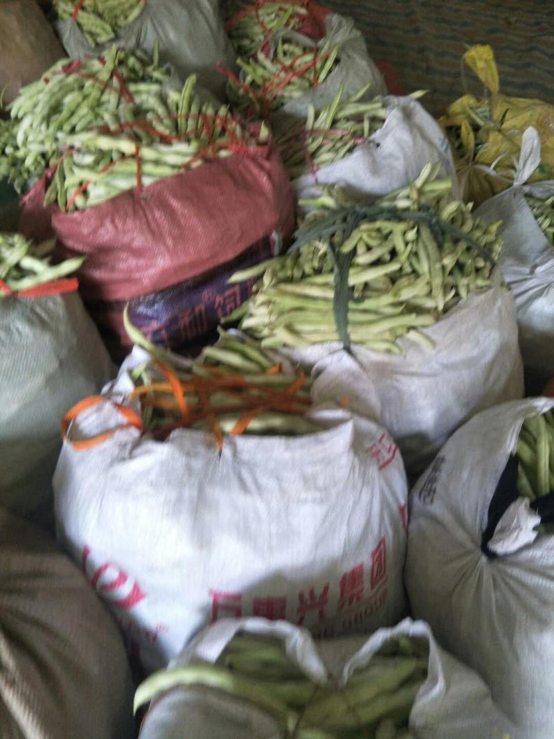 大棚芸豆上市中，精品九粒白芸豆大量上市，量大质优