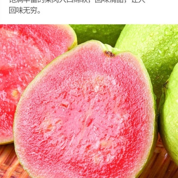台湾番石榴，红心芭乐，实生苗，不包邮费。
