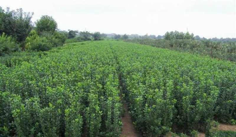 大叶黄杨，常年批发供应，苗圃大量销售，优质的质量