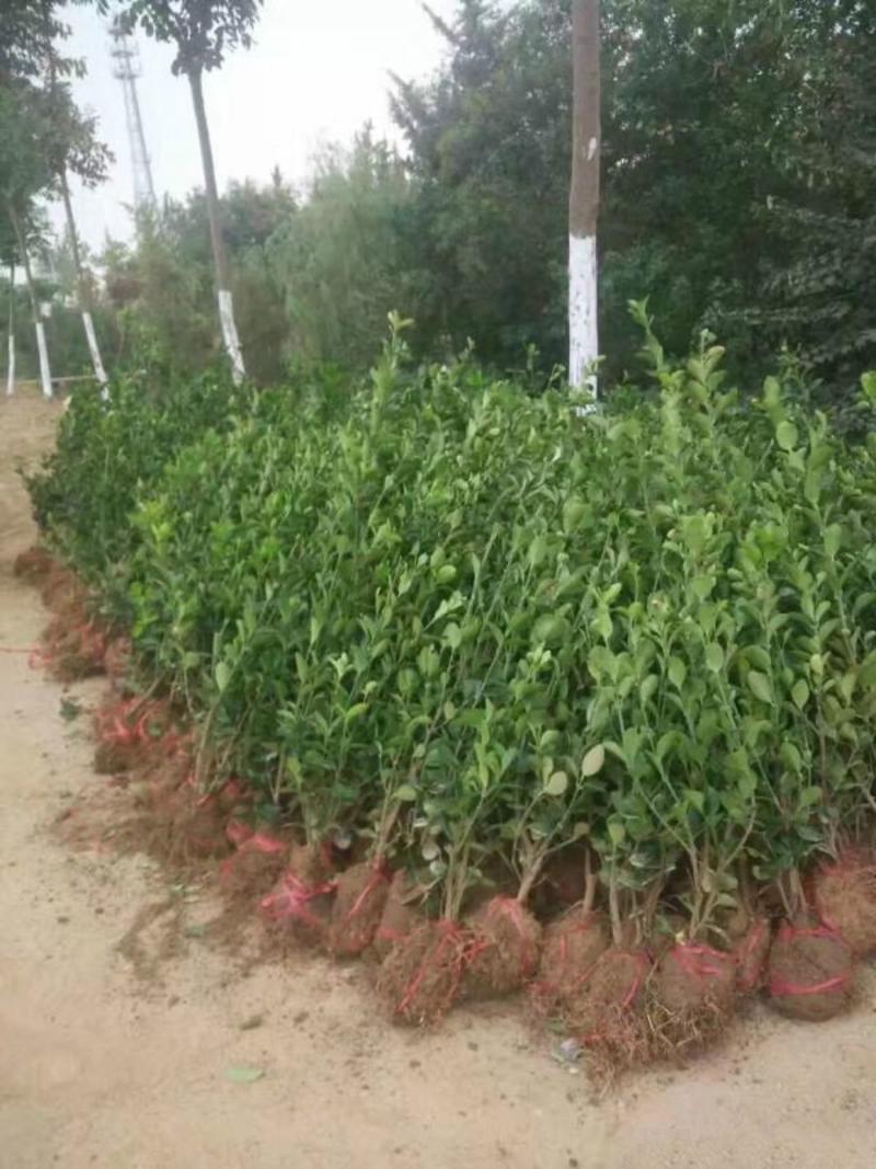 大叶黄杨，常年批发供应，苗圃大量销售，优质的质量