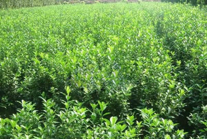 大叶黄杨，常年批发供应，苗圃大量销售，优质的质量