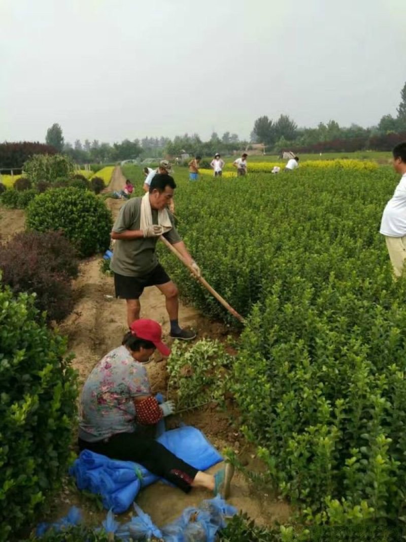 大叶黄杨，常年批发供应，苗圃大量销售，优质的质量