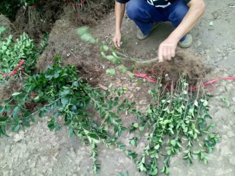 大叶黄杨，常年批发供应，苗圃大量销售，优质的质量