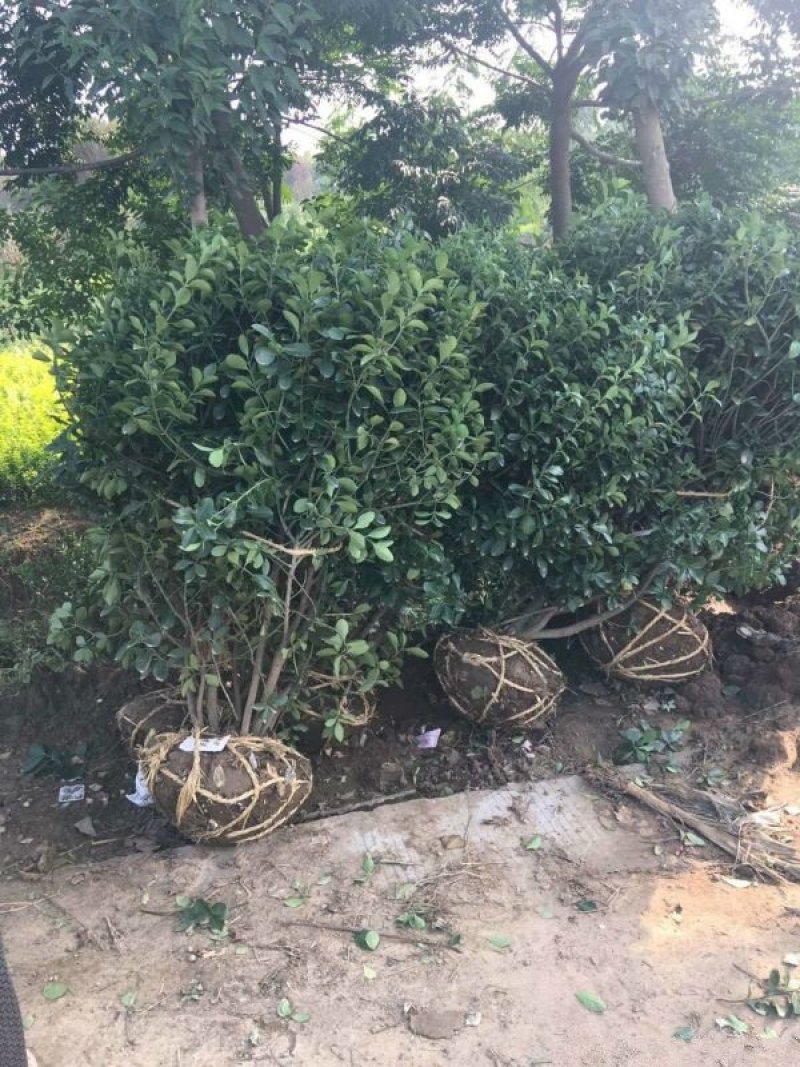 大叶黄杨，常年批发供应，苗圃大量销售，优质的质量