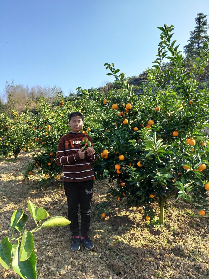 湖南郴州资兴东江湖夏橙批发(一件代发)