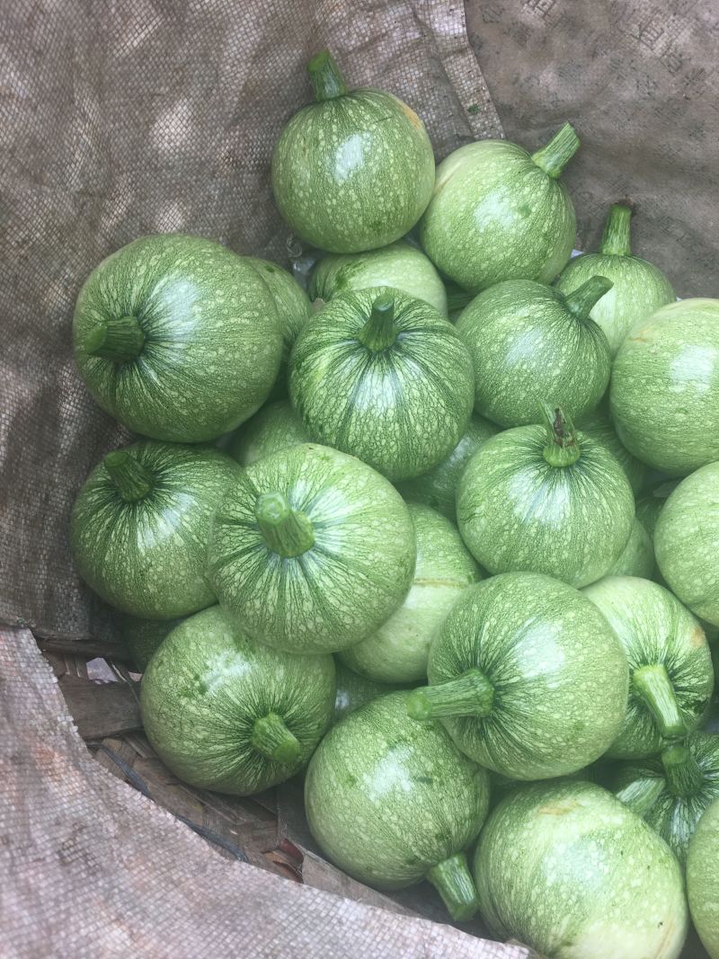 白花地南瓜青花南瓜，种类齐全一手货源产地直发