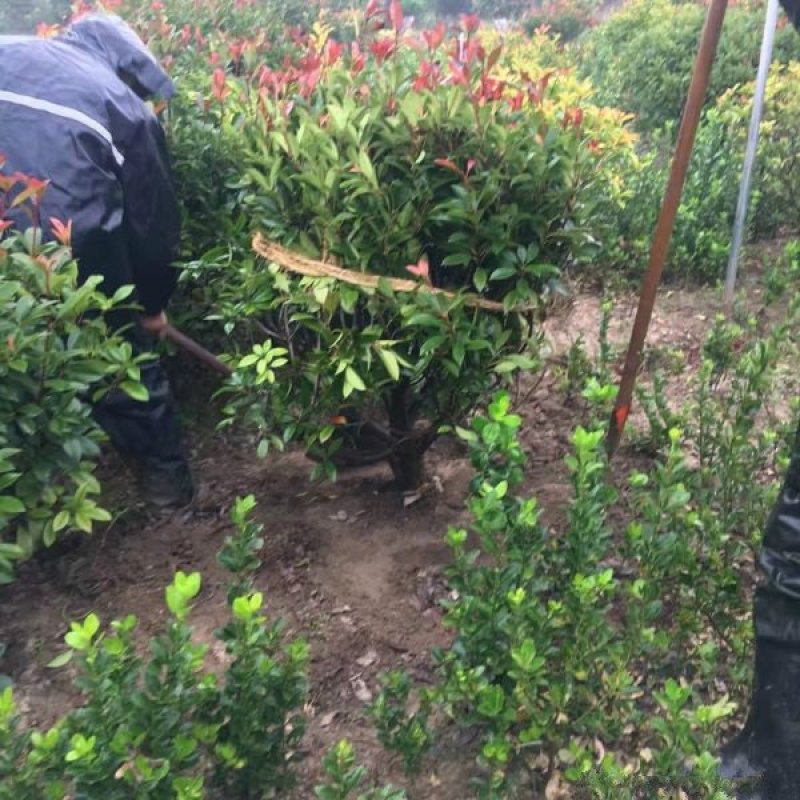 红叶石楠种植基地大量销售，常年批发供应欢迎来电咨询