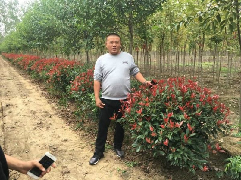 红叶石楠种植基地大量销售，常年批发供应欢迎来电咨询