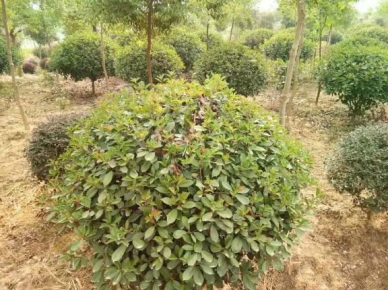 红叶石楠种植基地大量销售，常年批发供应欢迎来电咨询