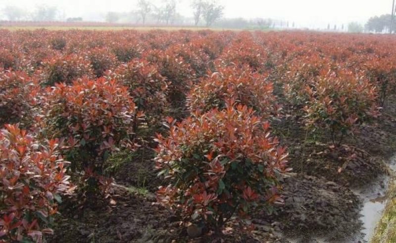 红叶石楠种植基地大量销售，常年批发供应欢迎来电咨询