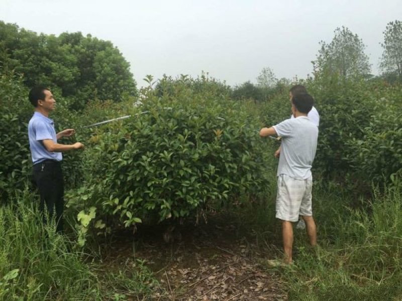 红叶石楠种植基地大量销售，常年批发供应欢迎来电咨询