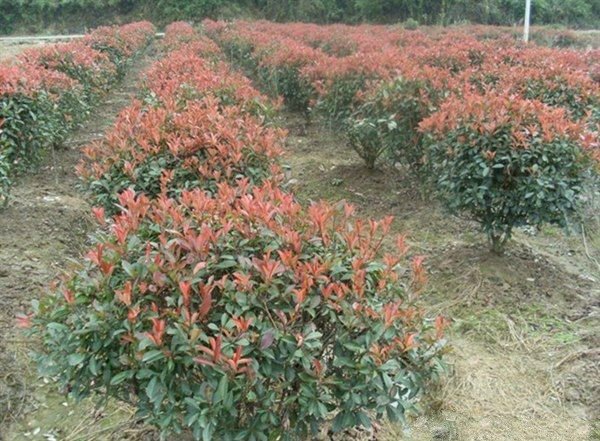 红叶石楠种植基地实景图