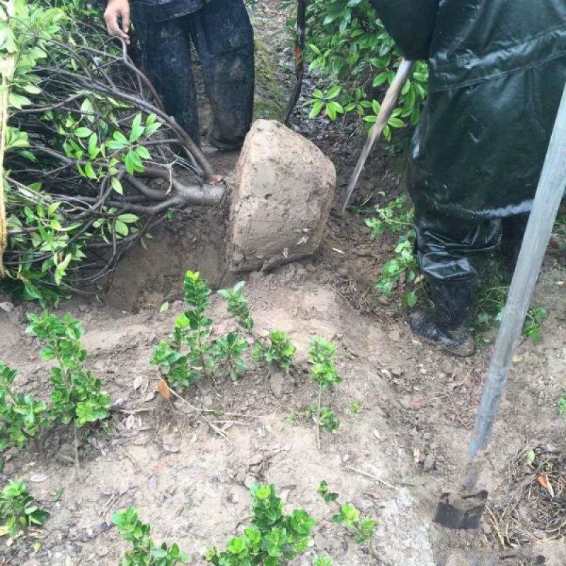 红叶石楠种植基地大量销售，常年批发供应欢迎来电咨询