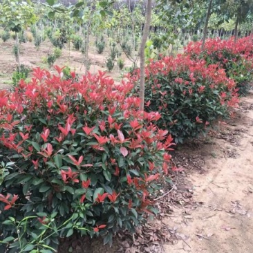 红叶石楠种植基地大量销售，常年批发供应欢迎来电咨询