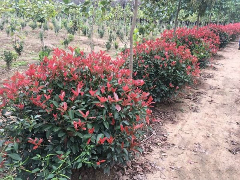 红叶石楠种植基地大量销售，常年批发供应欢迎来电咨询