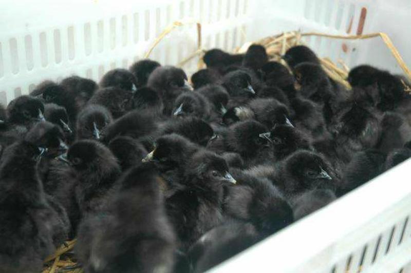 五黑鸡苗绿壳蛋鸡苗包成活包运输包打疫苗养殖无忧量大优惠